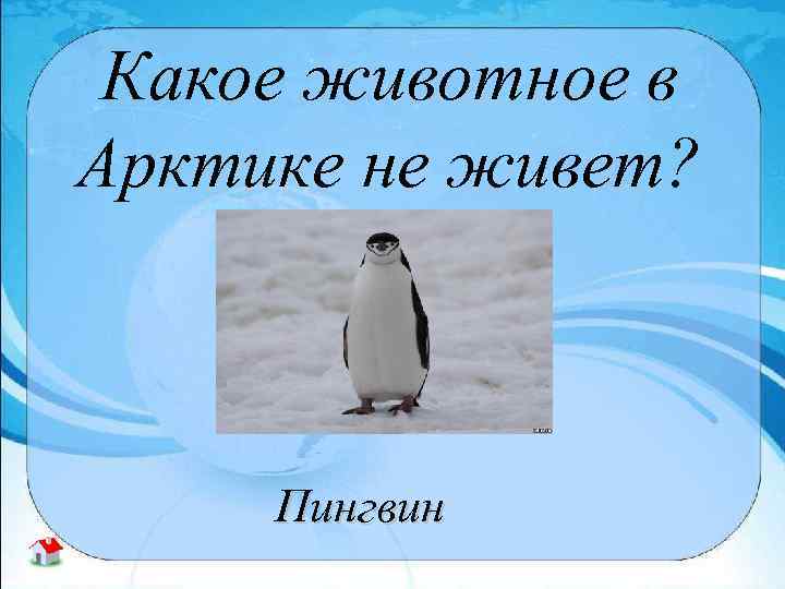 Какое животное в Арктике не живет? Пингвин 