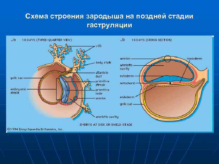 Схема строения зародыша на поздней стадии гаструляции 