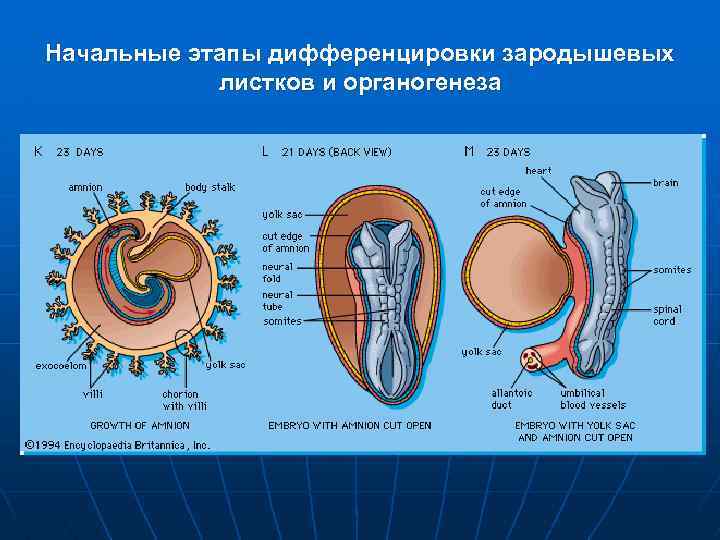 Начальные этапы дифференцировки зародышевых листков и органогенеза 