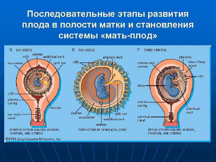 Последовательные этапы развития плода в полости матки и становления системы «мать-плод» 