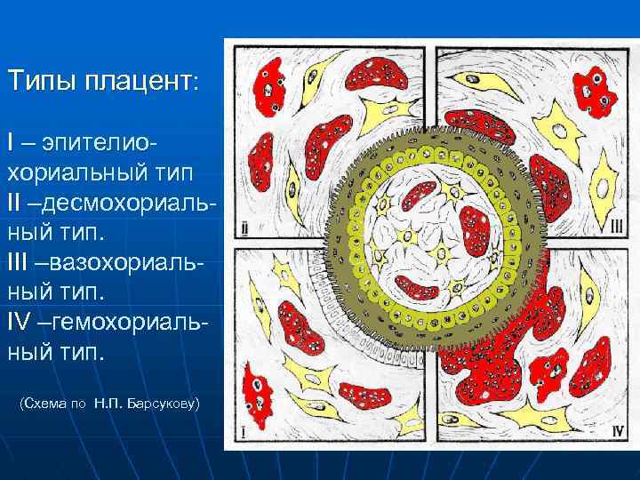 Типы плацент: I – эпителиохориальный тип II –десмохориальный тип. III –вазохориальный тип. IV –гемохориальный