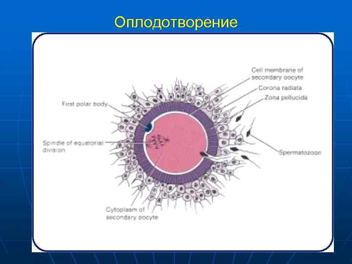 Оплодотворение 