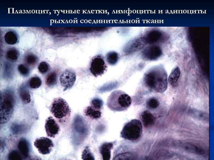 Плазмоцит, тучные клетки, лимфоциты и адипоциты рыхлой соединительной ткани 