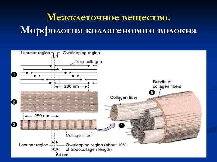 Межклеточное вещество. Морфология коллагенового волокна 