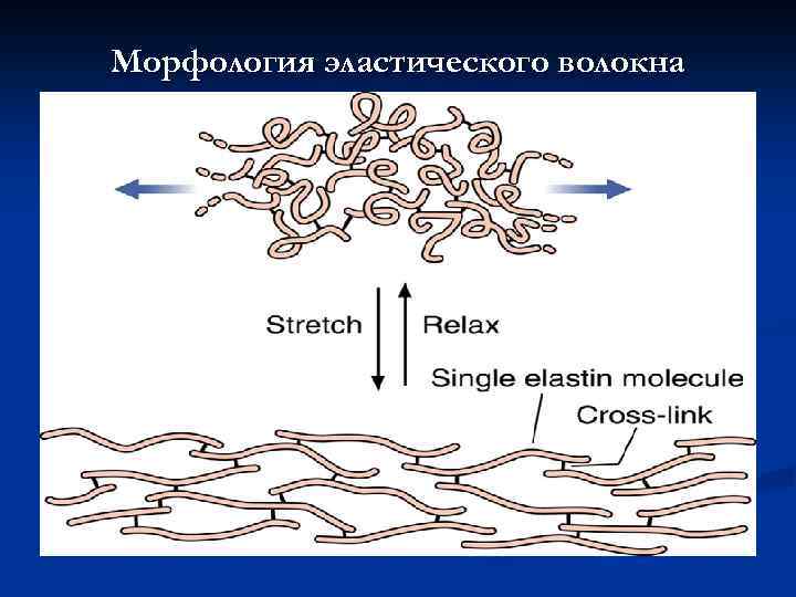Морфология эластического волокна 
