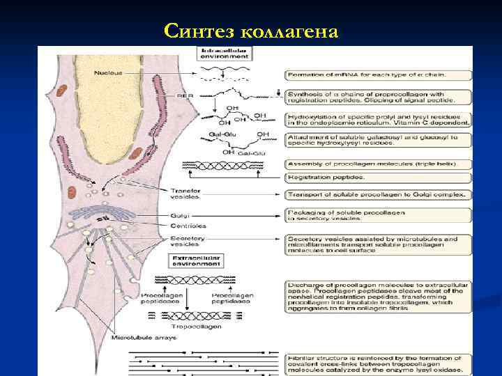 Синтез коллагена 