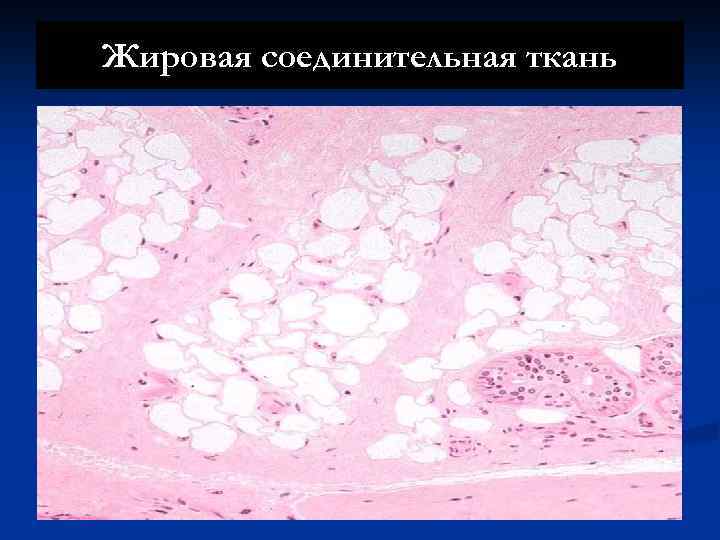 Жировая соединительная ткань 