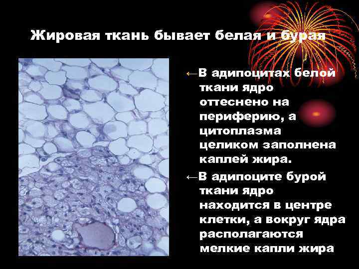 Жировая ткань бывает белая и бурая ←В адипоцитах белой ткани ядро оттеснено на периферию,