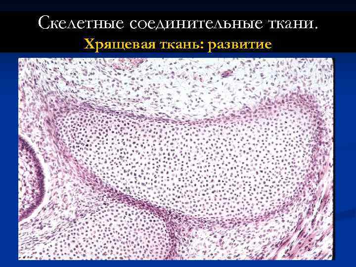 Скелетные соединительные ткани. Хрящевая ткань: развитие 