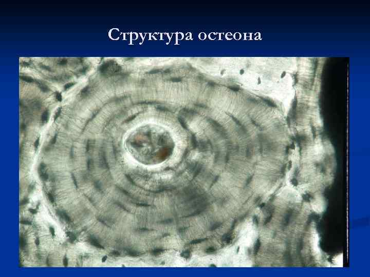 Структура остеона 