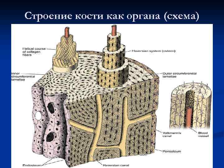 Строение кости как органа (схема) 