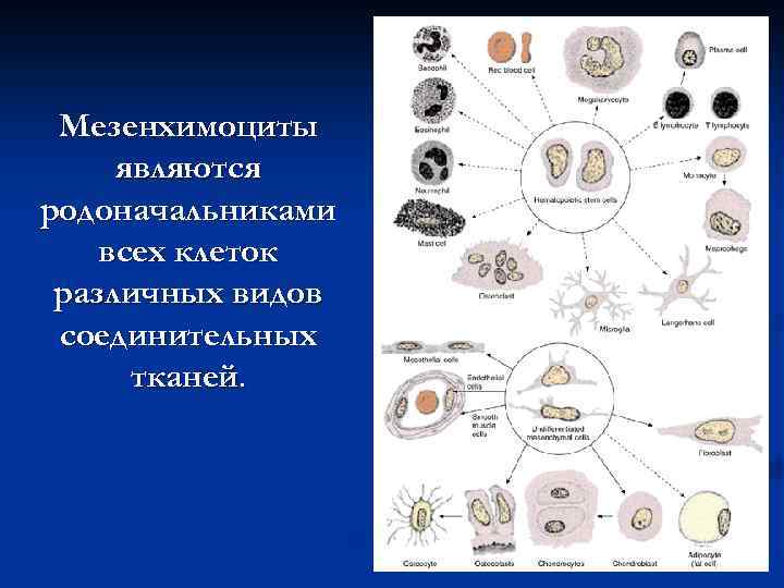 Мезенхимоциты являются родоначальниками всех клеток различных видов соединительных тканей. 