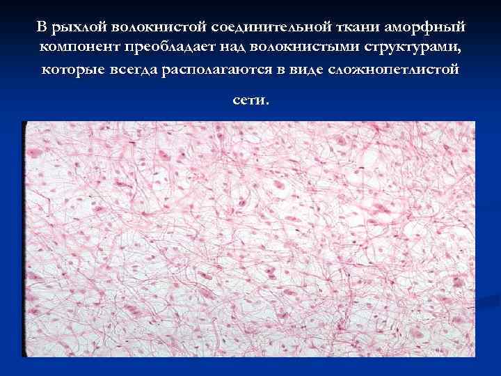 В рыхлой волокнистой соединительной ткани аморфный компонент преобладает над волокнистыми структурами, которые всегда располагаются
