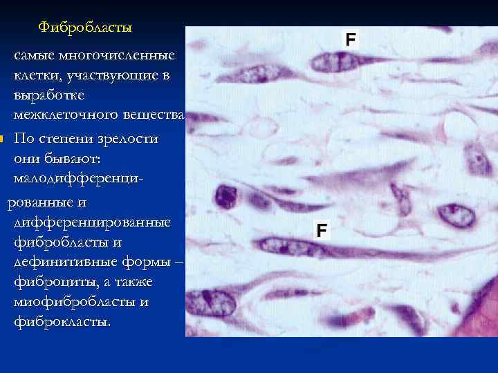 Фибробласты самые многочисленные клетки, участвующие в выработке межклеточного вещества. n По степени зрелости они