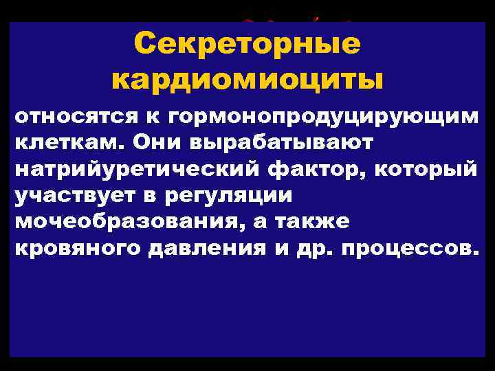 Секреторные кардиомиоциты относятся к гормонопродуцирующим клеткам. Они вырабатывают натрийуретический фактор, который участвует в регуляции