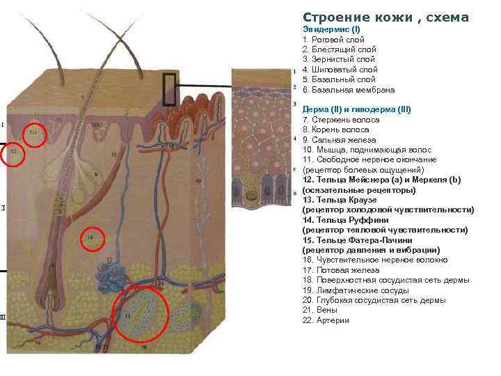 Строение кожи , схема Эпидермис (I) 1. Роговой слой 2. Блестящий слой 3. Зернистый