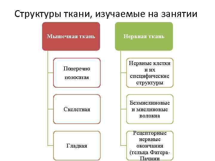 Строение полотен. Структура ткани. Схема состава ткани. Раздел науки изучающий ткани. Какие факторы влияют на строение ткани.