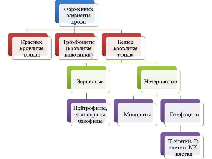 Форменные элементы крови Красные кровяные тельца Тромбоциты (кровяные пластинки) Зернистые Нейтрофилы, эозинофилы, базофилы Белые