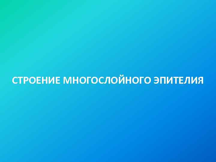 СТРОЕНИЕ МНОГОСЛОЙНОГО ЭПИТЕЛИЯ 