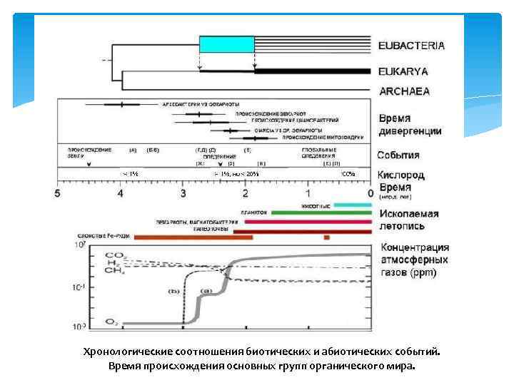 Хронологические соотношения биотических и абиотических событий. Время происхождения основных групп органического мира. 