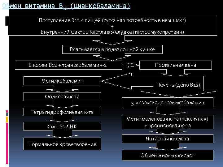 Обмен витамина В 12 (цианкобаламина) Поступление В 12 с пищей (суточная потребность в нем