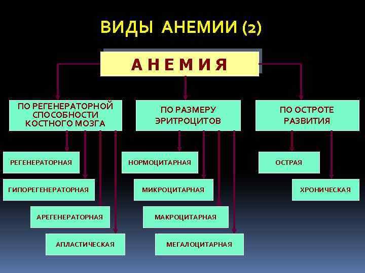 ВИДЫ АНЕМИИ (2) АНЕМИЯ ПО РЕГЕНЕРАТОРНОЙ СПОСОБНОСТИ КОСТНОГО МОЗГА РЕГЕНЕРАТОРНАЯ ГИПОРЕГЕНЕРАТОРНАЯ АПЛАСТИЧЕСКАЯ ПО РАЗМЕРУ