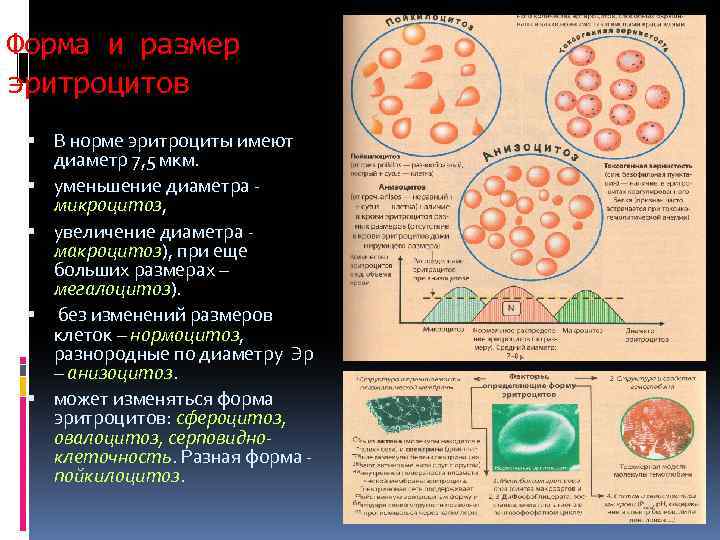 Форма и размер эритроцитов В норме эритроциты имеют диаметр 7, 5 мкм. уменьшение диаметра