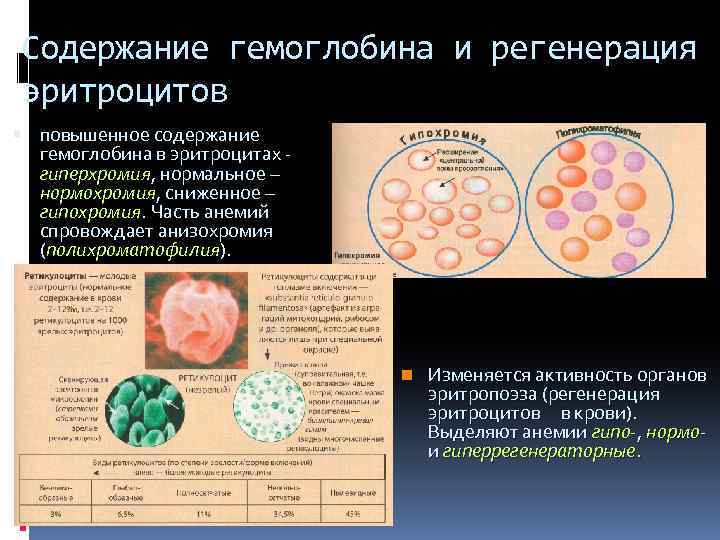 Содержание гемоглобина и регенерация эритроцитов повышенное содержание гемоглобина в эритроцитах гиперхромия, нормальное – нормохромия,
