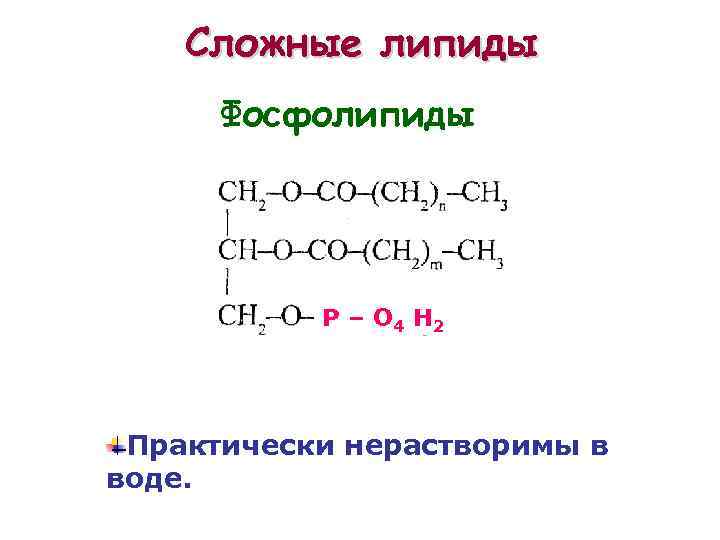 Сложные липиды Фосфолипиды Р – О 4 Н 2 Практически нерастворимы в воде. 