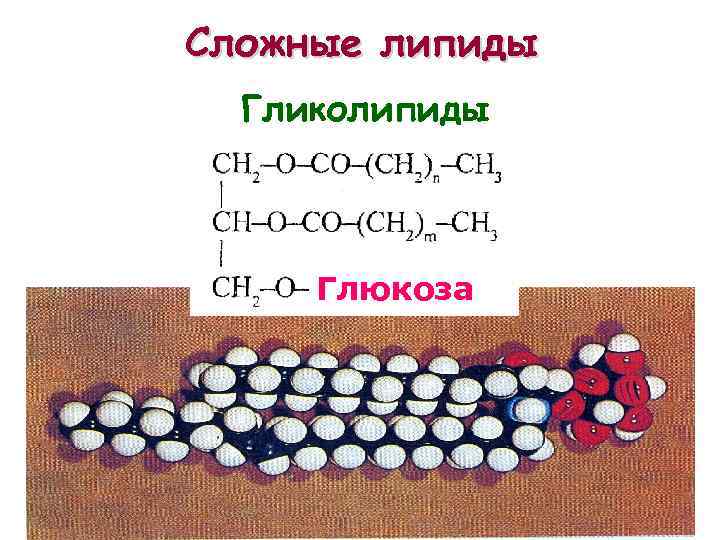 Сложные липиды Гликолипиды Глюкоза Практически нерастворимы в воде. 