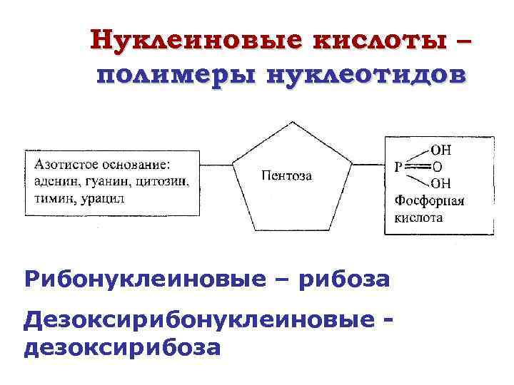 Нуклеиновые кислоты – полимеры нуклеотидов Рибонуклеиновые – рибоза Дезоксирибонуклеиновые дезоксирибоза 