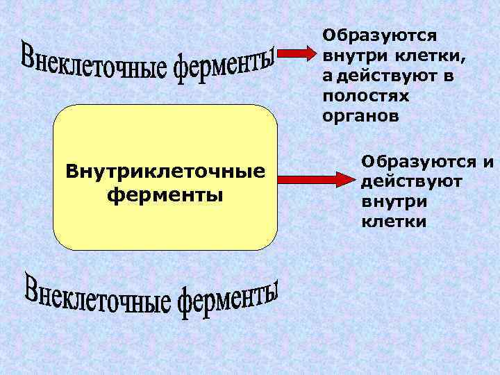 Образуются внутри клетки, а действуют в полостях органов Внутриклеточные ферменты Образуются и действуют внутри