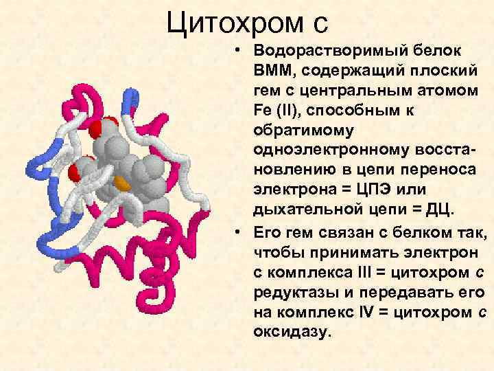 Цитохром с • Водорастворимый белок ВММ, содержащий плоский гем с центральным атомом Fe (II),