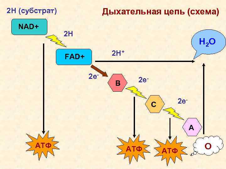 2 Н (субстрат) NAD+ Дыхательная цепь (схема) 2 Н Н 2 О 2 Н+