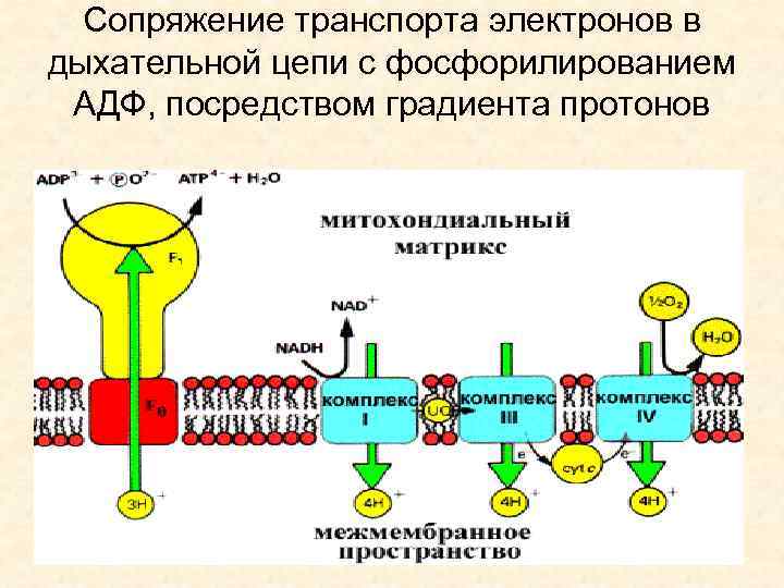 Сопряжение транспорта электронов в дыхательной цепи с фосфорилированием AДФ, посредством градиента протонов 