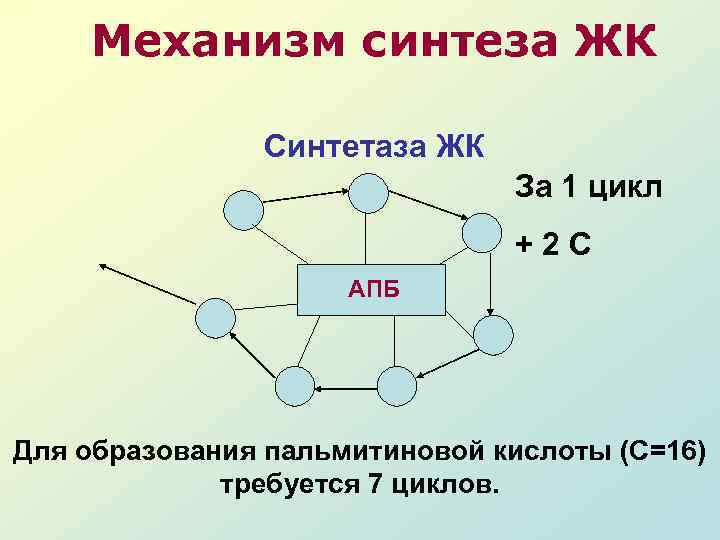 Механизм синтеза ЖК Синтетаза ЖК За 1 цикл +2 С АПБ Для образования пальмитиновой