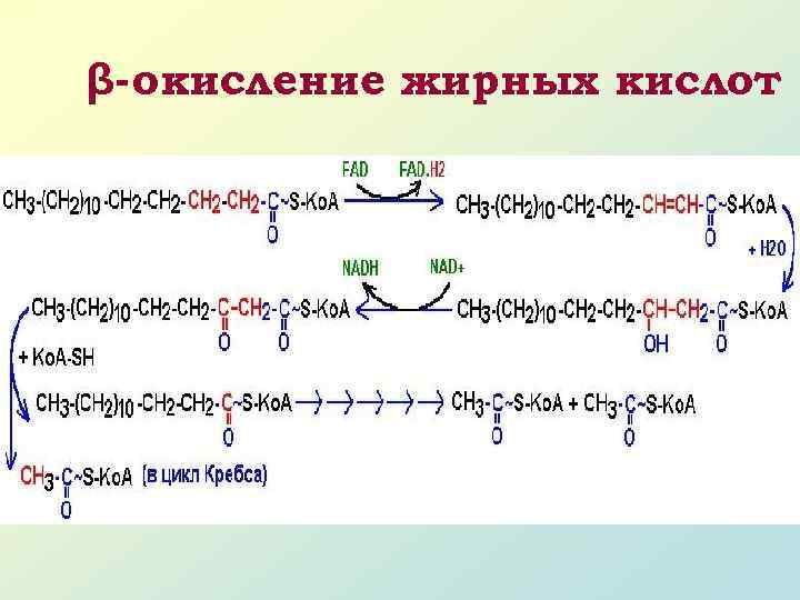 Липиды окисляются в результате