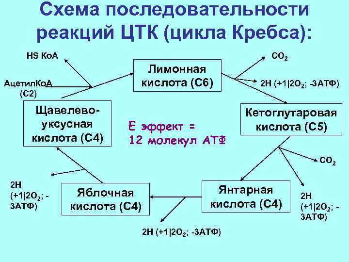 Схема последовательности реакций ЦТК (цикла Кребса): HS Ко. А Лимонная кислота (С 6) Ацетил.