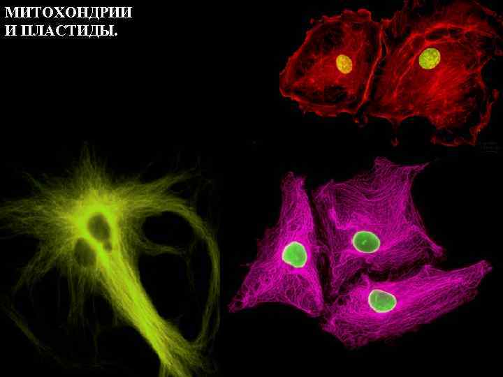 МИТОХОНДРИИ И ПЛАСТИДЫ. 