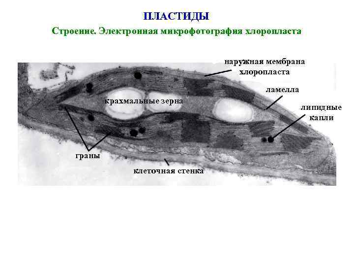 ПЛАСТИДЫ Строение. Электронная микрофотография хлоропласта наружная мембрана хлоропласта ламелла крахмальные зерна граны клеточная стенка