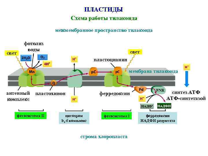 ПЛАСТИДЫ Схема работы тилакоида межмембранное пространство тилакоида свет фотолиз воды свет пластоцианин мембрана тилакоида