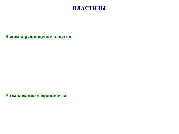 ПЛАСТИДЫ Взаимопревращение пластид Размножение хлоропластов 