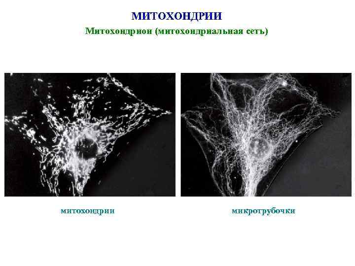 МИТОХОНДРИИ Митохондрион (митохондриальная сеть) митохондрии микротрубочки 
