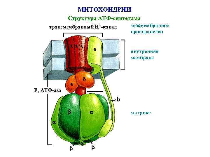 МИТОХОНДРИИ Структура АТФ-синтетазы трансмембранный Н+-канал межмембранное пространство внутренняя мембрана F 1 АТФ-аза матрикс 
