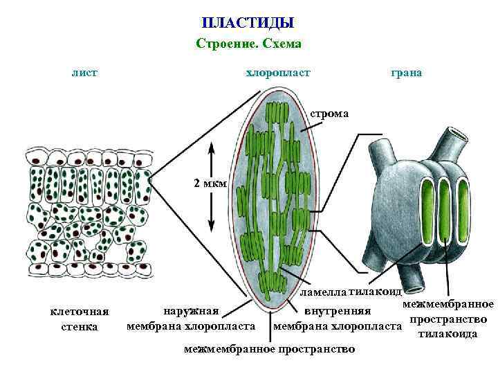 ПЛАСТИДЫ Строение. Схема лист хлоропласт грана строма 2 мкм ламелла тилакоид клеточная стенка межмембранное
