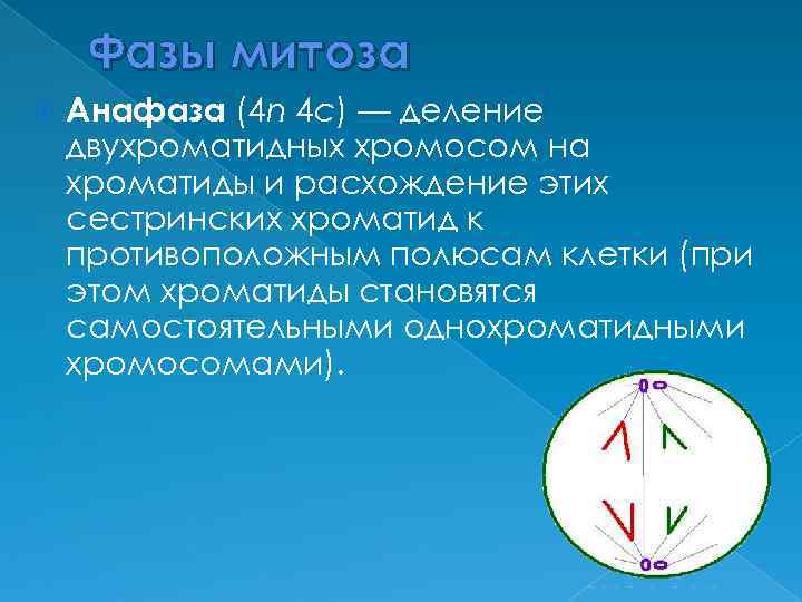 Фазы митоза Анафаза (4 n 4 c) — деление двухроматидных хромосом на хроматиды и