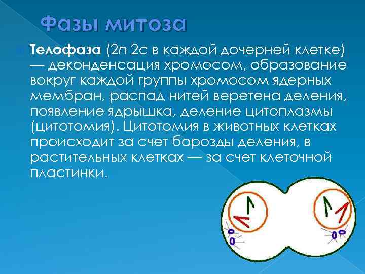 Фазы митоза Телофаза (2 n 2 c в каждой дочерней клетке) — деконденсация хромосом,