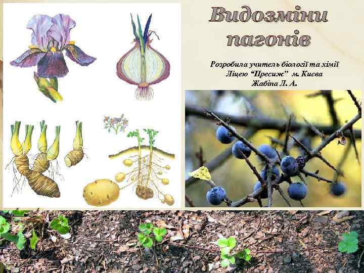 Видозміни пагонів Розробила учитель біології та хімії Ліцею “Пресиж” м. Києва Жабіна Л. А.