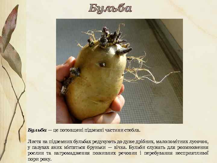 Бульба — це потовщені підземні частини стебла. Листя на підземних бульбах редукують до дуже