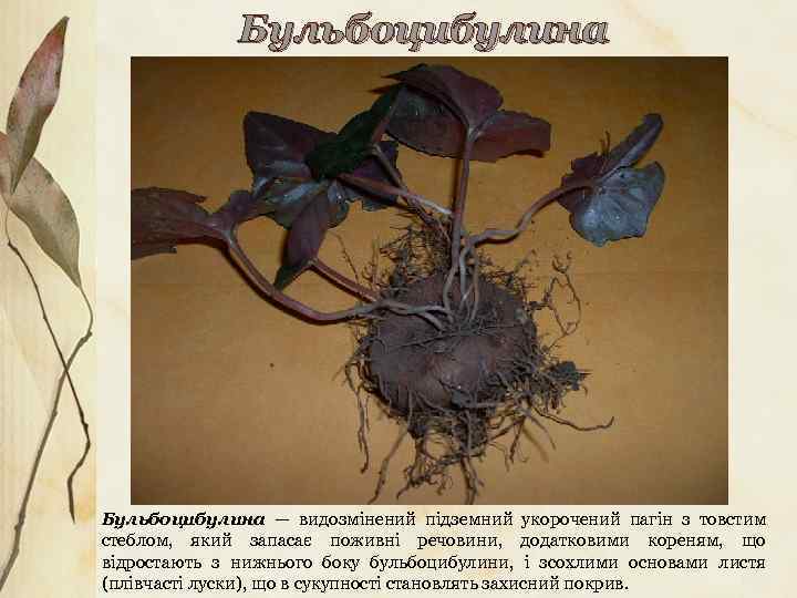 Бульбоцибулина — видозмінений підземний укорочений пагін з товстим стеблом, який запасає поживні речовини, додатковими